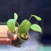 plant/Philodendron pastazanum-0-thumbnail
