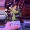 plant/Squamiferum x florida beauty top cut-0-thumbnail