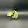 plant/Hoya Harlene #465-0-thumbnail