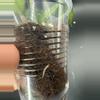 plant/Hoya Clemensorium x Seedling-2-thumbnail