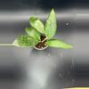 plant/Hoya Clemensorium x Seedling-0-thumbnail