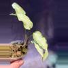 plant/Syngonium fairy wings-1-thumbnail