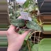 plant/Hoya Caudata silver-0-thumbnail