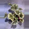 plant/Begonia sykakiengii- first photo is mother plant-0-thumbnail