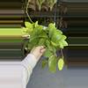 plant/Hoya Genevieve exact plant-0-thumbnail