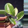 plant/Scindapsus Variagated longistipatus-0-thumbnail