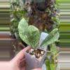 plant/Hoya crassi splash x Michele clone 2-0-thumbnail