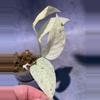 plant/Variegated laniata monstera lightly rooted-0-thumbnail