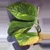 plant/Variagated Peru monstera-0-thumbnail