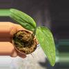plant/DEAL Monstera Barrieri lightly rooted-0-thumbnail