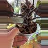plant/Philodendron Pink Princess Galaxy-2-thumbnail