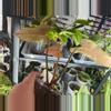 plant/Philodendron Goldiana-1-thumbnail
