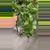 plant/Hoya sprinkles exact plant-0-thumbnail