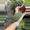 plant/Hoya fka vitellinoides-0-thumbnail
