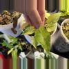 plant/Anthurium Gagaena Aurea-0-thumbnail