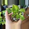 plant/Philodendron Congo Nuclear-0-thumbnail