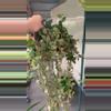 plant/Hoya khroniana silver exact plant -0-thumbnail