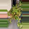 plant/Hoya sunrise growers choice all have long vines-0-thumbnail