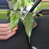 plant/Alocasia Dragons breath-0-thumbnail