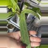 plant/Low Variegated Anthurium Vittarifolium-0-thumbnail