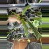 plant/Low Variegated Anthurium Vittarifolium-2-thumbnail