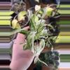 plant/Syngonium Starlight-0-thumbnail