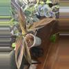 plant/Variegated Stromanthe Triostar-0-thumbnail