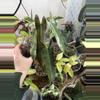 plant/Philodendron Atabapoense-0-thumbnail
