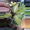 plant/Philodendron Snowdrift-0-thumbnail