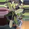 plant/Philodendron Florida Ghost-1-thumbnail