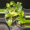 plant/Philodendron Congo Nuclear-1-thumbnail