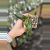 plant/Hoya pubicalyx albo-0-thumbnail
