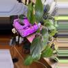 plant/Philodendron Asplundii-0-thumbnail