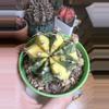 plant/Gymno Momma-1-thumbnail