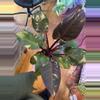 plant/Philodendron Red Sun-0-thumbnail