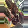 plant/Philodendron Pink Princess Galaxy-0-thumbnail