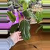 plant/Philodendron Asplundii-1-thumbnail