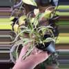 plant/Syngonium Starlight-1-thumbnail