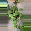 plant/Hoya kerrii 8” pot exact plant -0-thumbnail