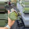 plant/WRX103- 102(Hoya WRX46-11 x Hoya imbricata)-0-thumbnail