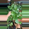plant/Hoya fungii exact plant-0-thumbnail