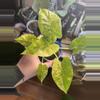 plant/Anthurium Gagaena Aurea-1-thumbnail