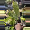 plant/Philodendron Paraiso Verde-0-thumbnail