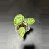 plant/Anthurium Silver blush mint-0-thumbnail