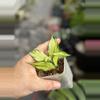 plant/Hoya Polyneura inner var-0-thumbnail