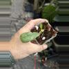 plant/Hoya pubicalyx pink silver ghost-0-thumbnail