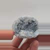 plant/Celestite Cluster from Madagascar -0-thumbnail