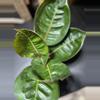 plant/Aglaonema Black Moonlight-0-thumbnail
