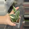 plant/Hoya Polyneura outer var-0-thumbnail