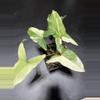 plant/Syngonium Albo-0-thumbnail